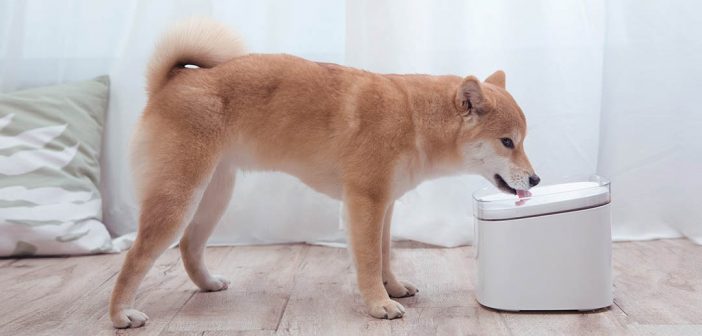 Xiaomi mijia pet water dispenser clearance